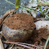 Dead Man's Foot fungi