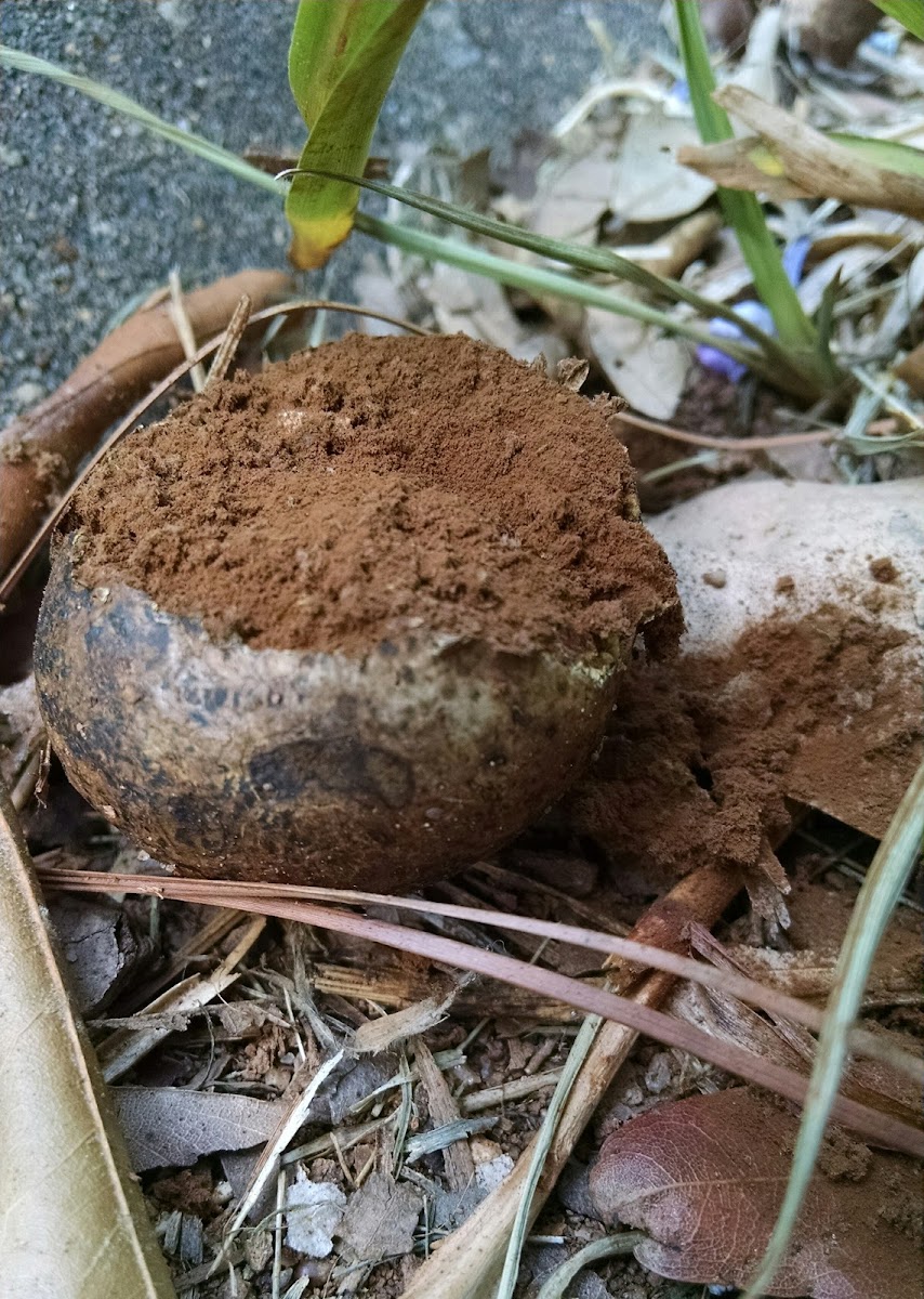 Dead Man's Foot fungi