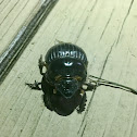 Rhinoceros Beetle