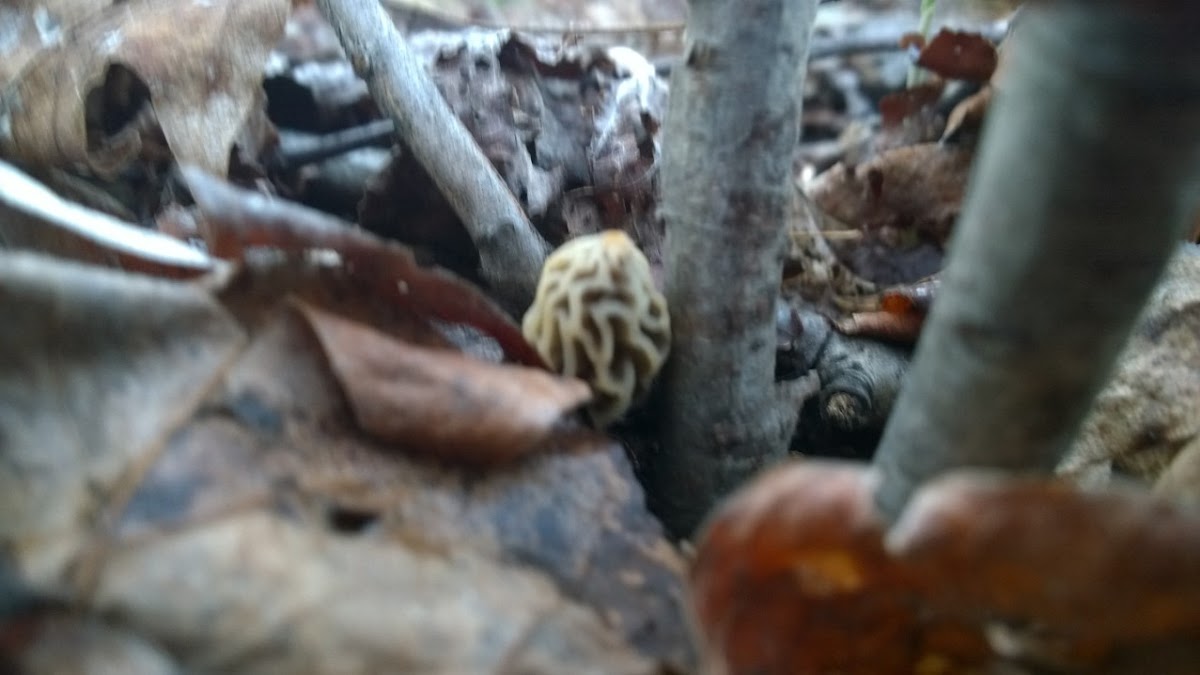 Morell Mushroom