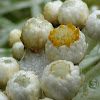 Pearly Everlasting