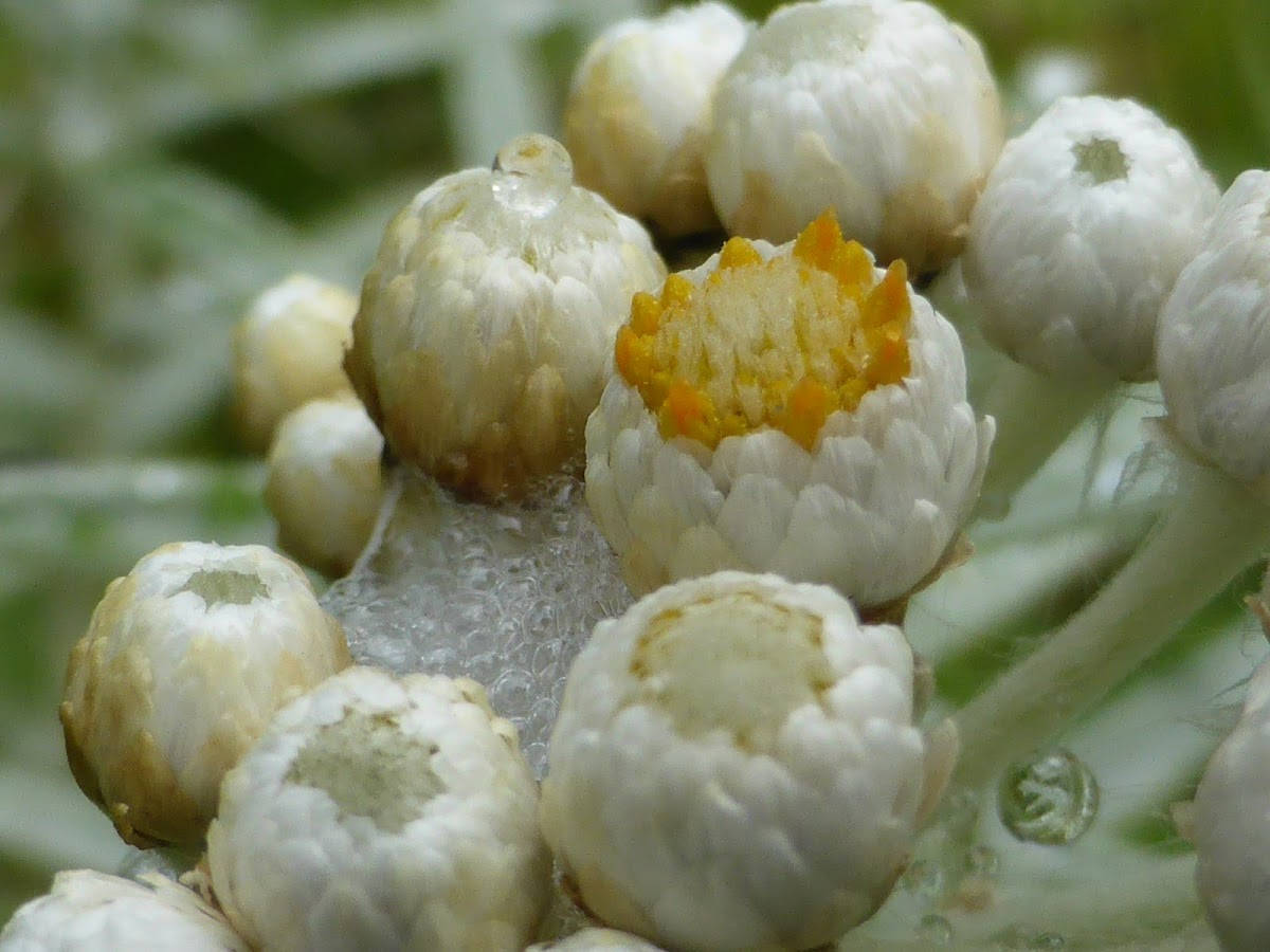 Pearly Everlasting