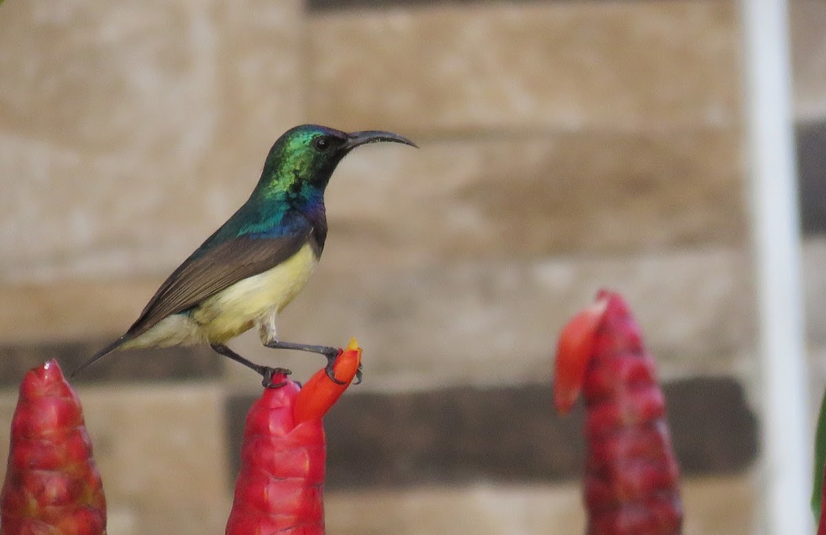 Variable Sunbird