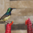 Variable Sunbird