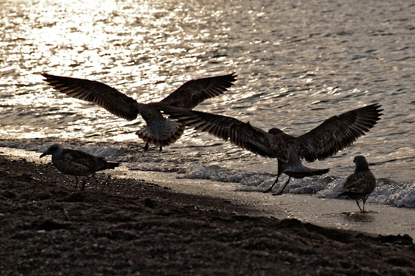 Gabbiani al tramonto di AndrewL