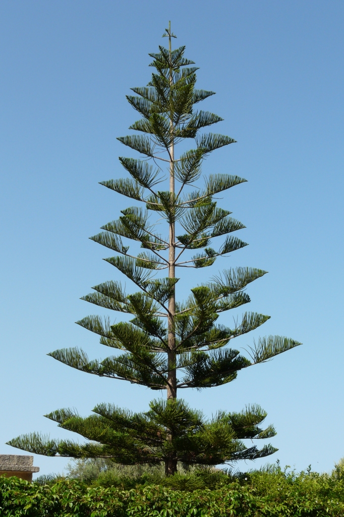 Araucaria siciliana di sergiogattiinwind