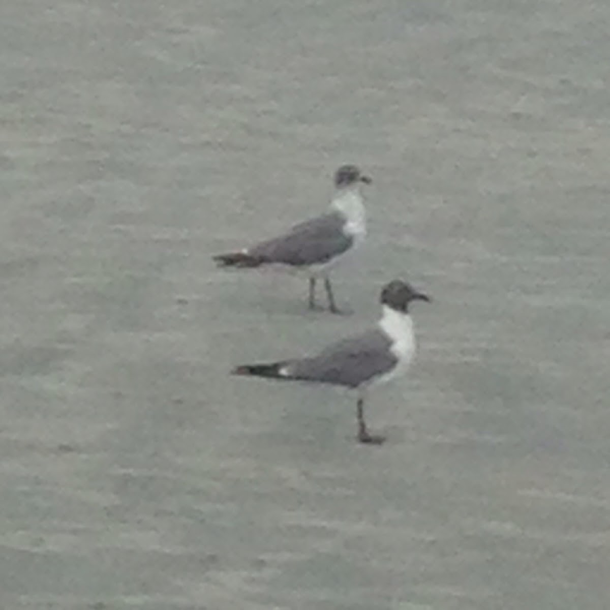 Laughing Gull