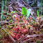 Round-Leaved Sundew