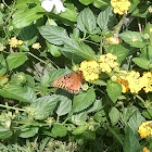 Gulf Fritillary butterfly