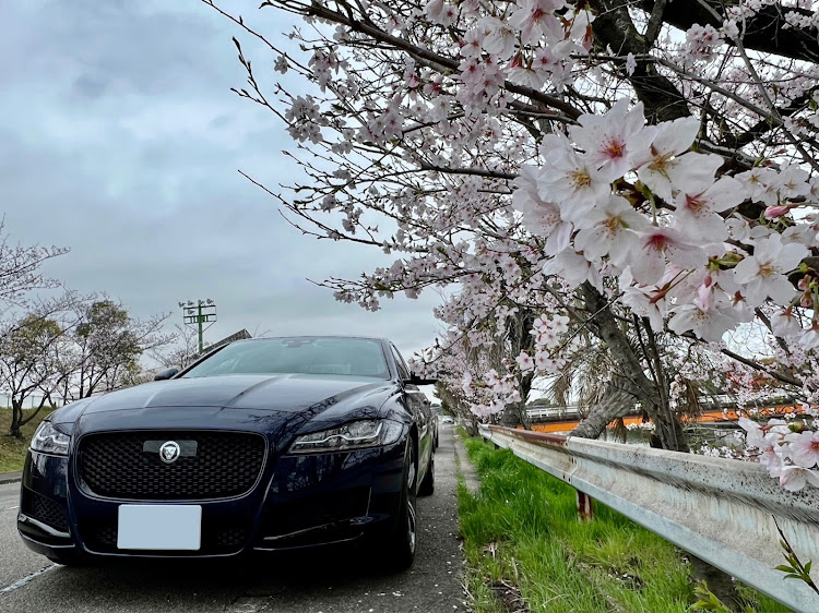 XFの桜とコラボ・サクラと愛車・桜・DS4・リーダー編に関するカスタム事例の投稿画像6枚目