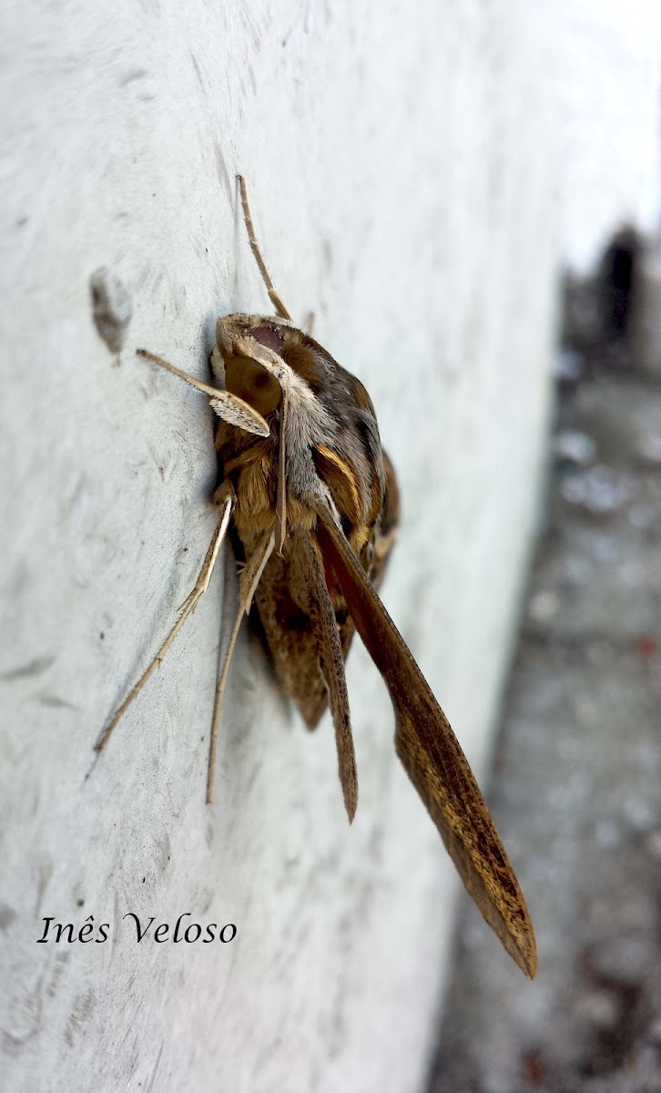 Sphinx Moth