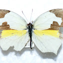 Mariposa amarilla mexicana