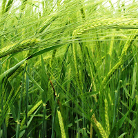 green wheat di 