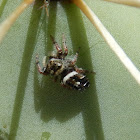 Jumping Spider