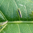 Leafhopper