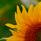 Item logo image for Sunflower Field