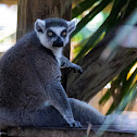 Ring-tailed Lemur