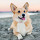 "Dog" new tab page cute cute pet HD wallpaper