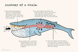 The Anatomy of a Whale