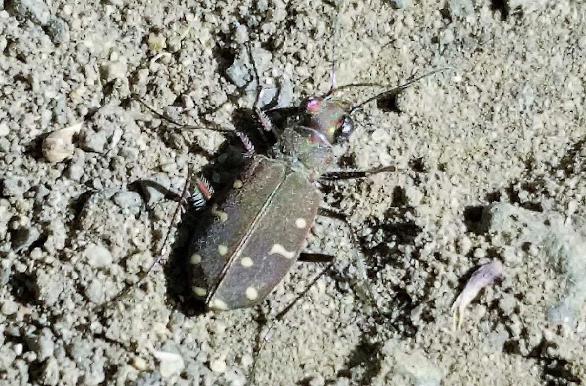 Western Tiger Beetle