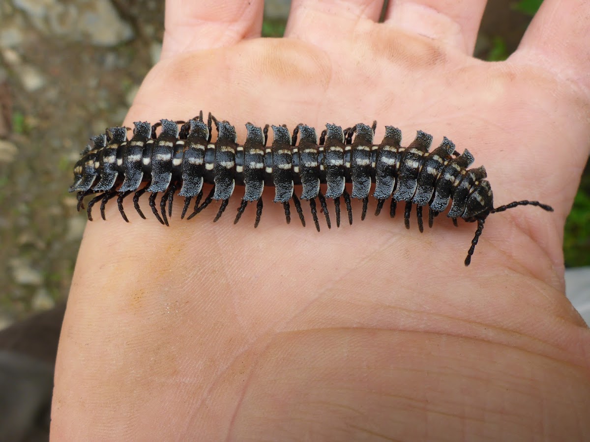 tractor millipede