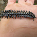 tractor millipede