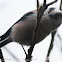 Long-tailed Tit