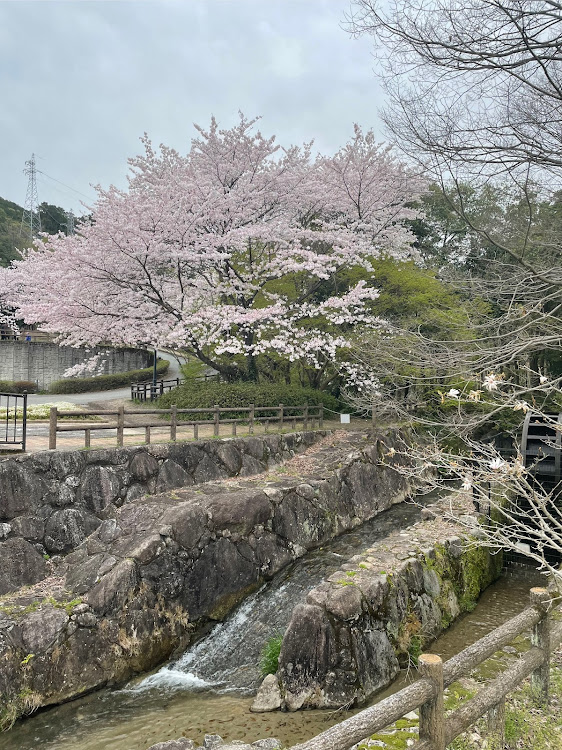 Nボックスカスタムの桜が満開🌸・仁比山公園・神崎・日の隈山に関するカスタム事例の投稿画像8枚目