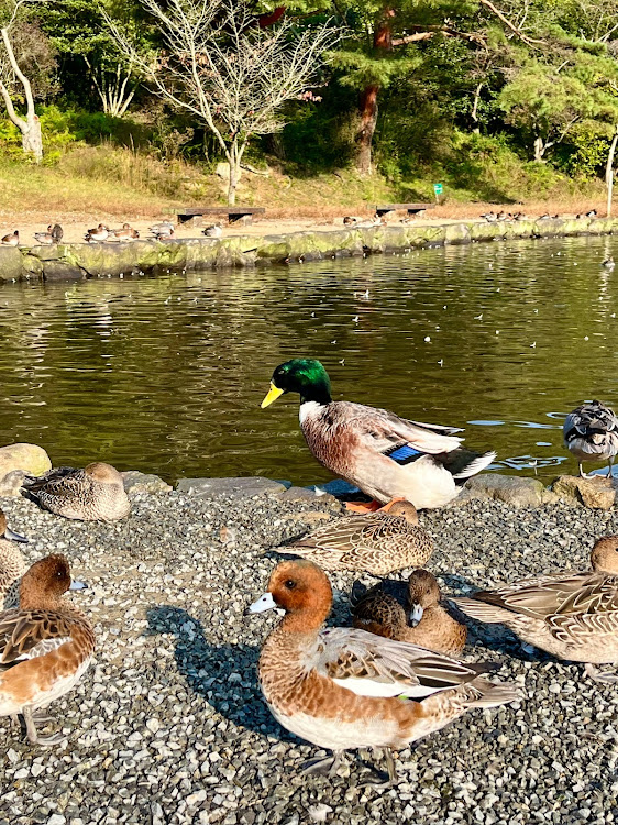 ムーヴカスタムのいつもいいね＆コメントありがとうございます🥰・11月もよろしくお願いします・紅葉と愛車・カモさん白鳥さんに関するカスタム事例の投稿画像6枚目
