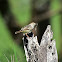 Cisticola - Desert Cisticola