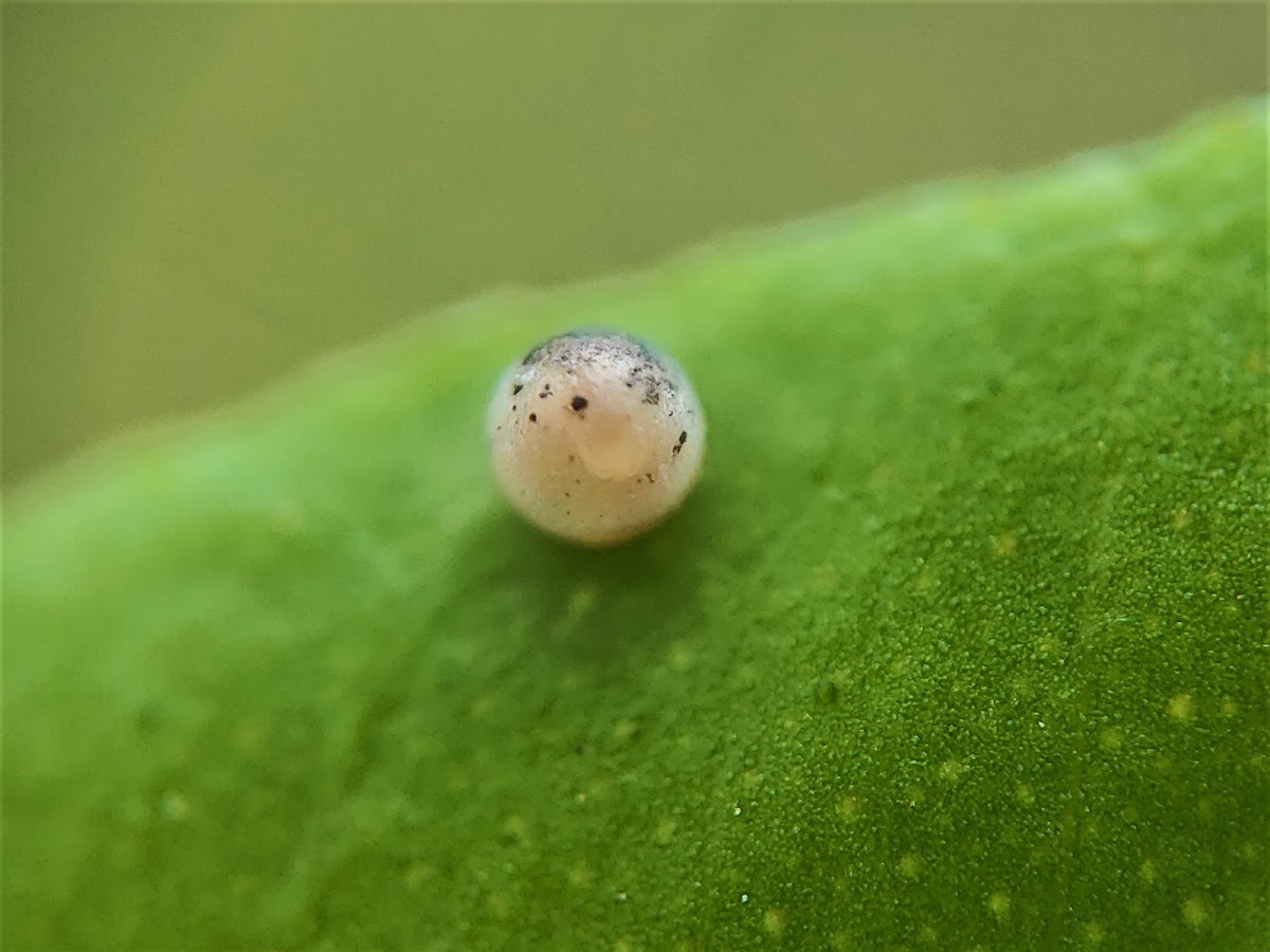 Lime butterfly