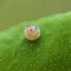 Lime butterfly