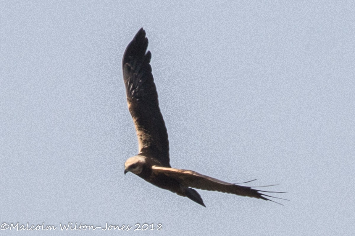 Marsg Harrier; Aguilucho Lagunero