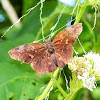 Sickle-winged skipper