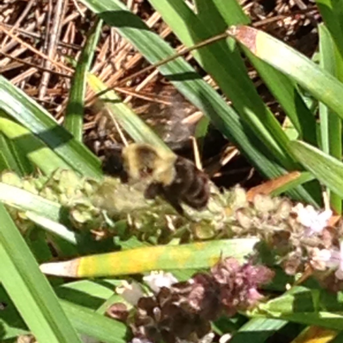 Common eastern bumblebee