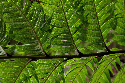 Woodwardia radicans