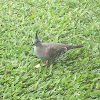 Crested Pigeon