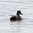 Gadwall