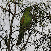 Female Red-Winged Parrot