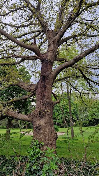 Tree cut/tree surgery services album cover