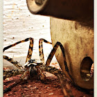 Wolf spider