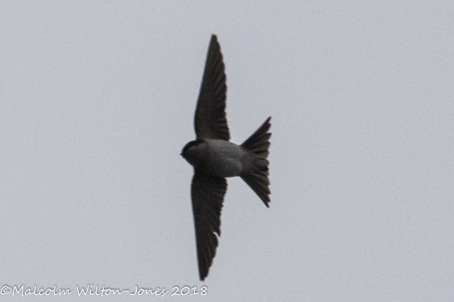 House Martin