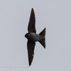 House Martin