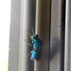 Cuckoo Wasp