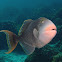 Yellow Margin Triggerfish