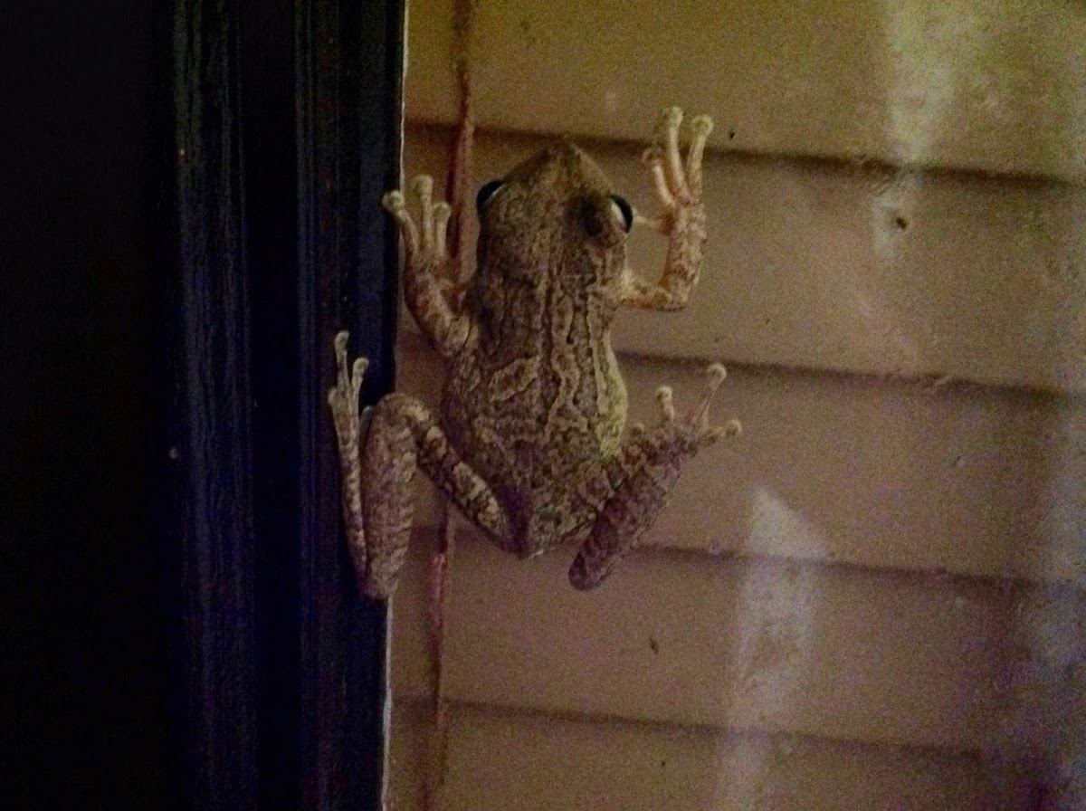 Cuban Tree Frog