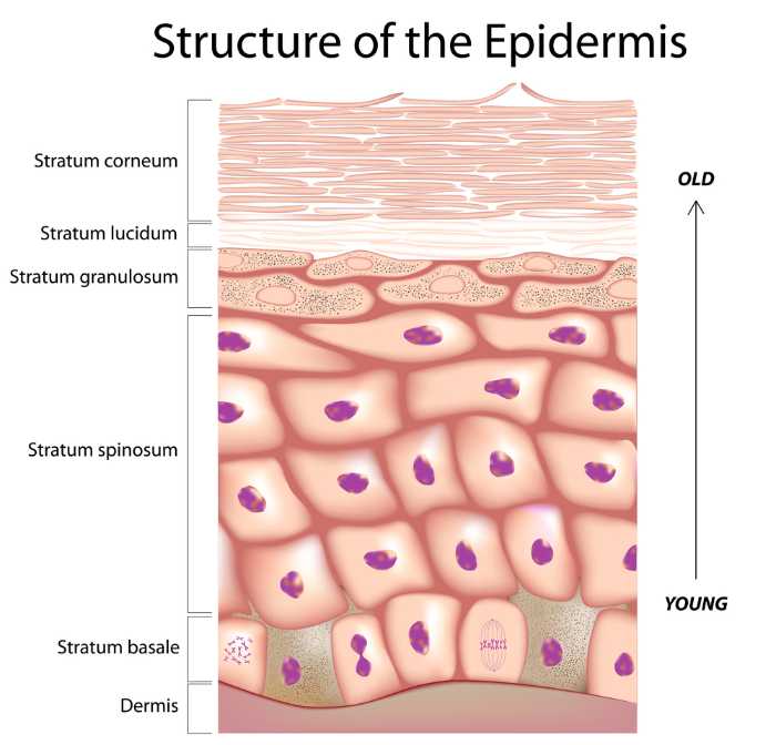 Structure of the epidermis
