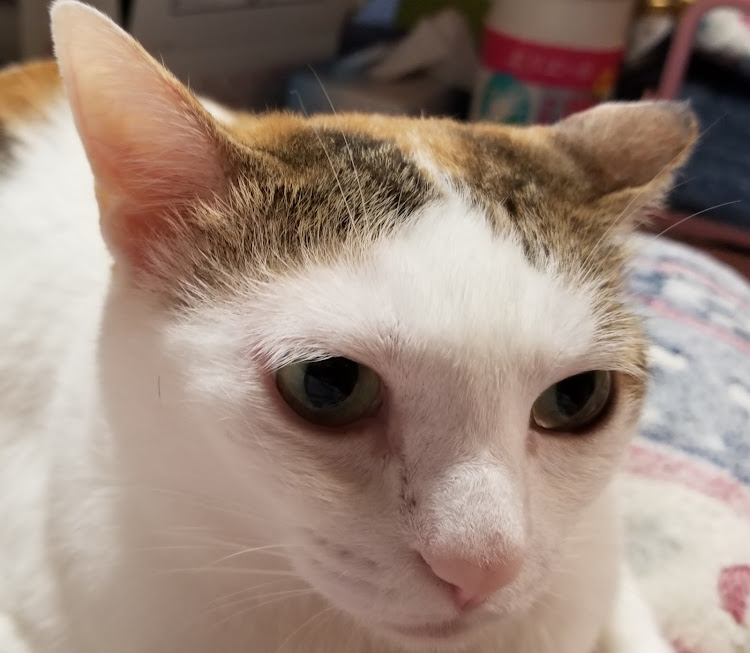 クラウンセダンの【CT愛猫部】・残暑見舞いに関するカスタム事例の投稿画像7枚目