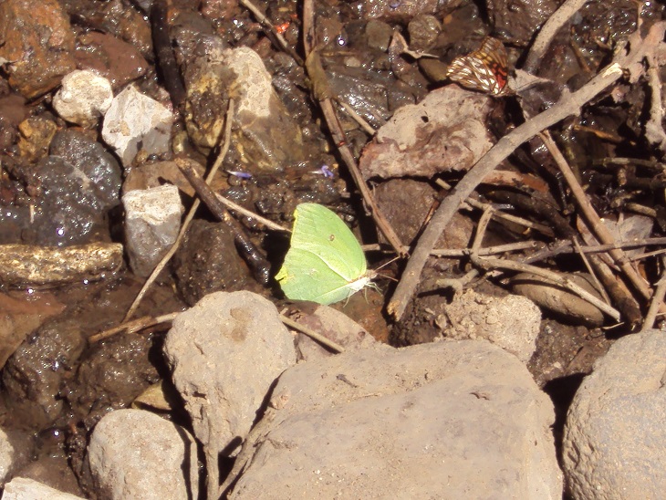 Yellow Angled-Sulphur