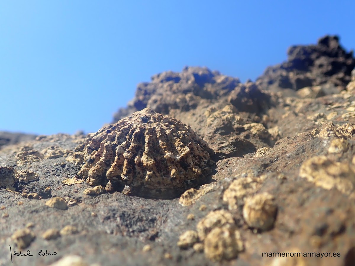 Lapa ferruginosa